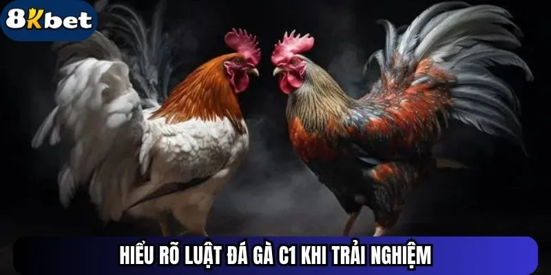 Hiểu rõ luật đá gà C1 khi trải nghiệm
