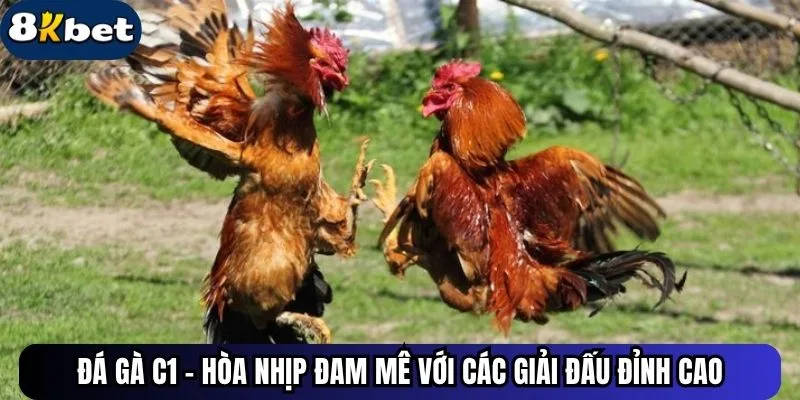 Đá Gà C1 - Hòa Nhịp Đam Mê Với Các Giải Đấu Đỉnh Cao