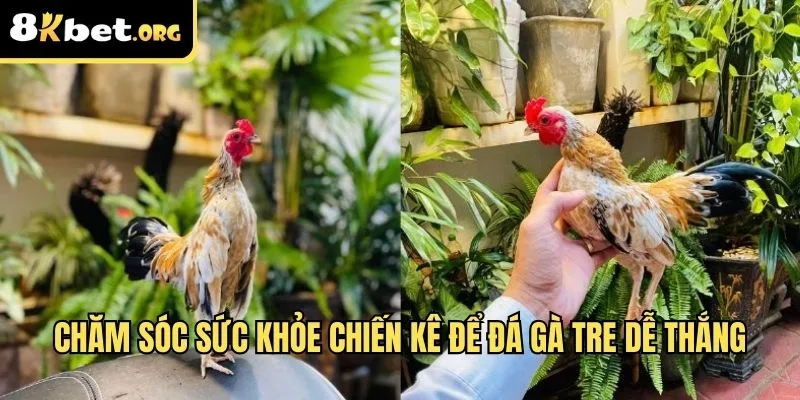 Chăm sóc sức khỏe cho chiến kê để đá gà tre dễ thắng